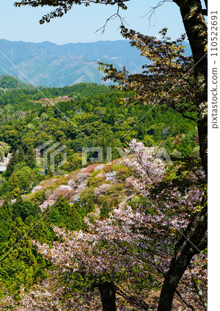 奈良吉野山櫻 奈良吉野山櫻 110522691