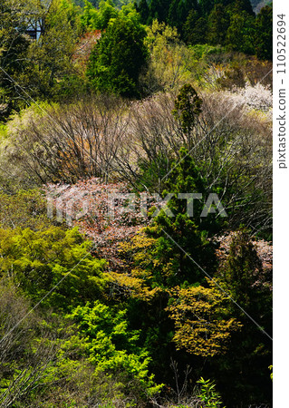 Yoshinoyama Sakura Nara Yoshinoyama Sakura Nara 110522694