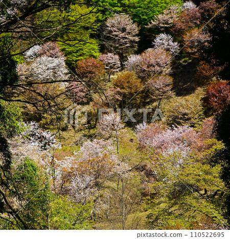 奈良吉野山櫻 奈良吉野山櫻 110522695