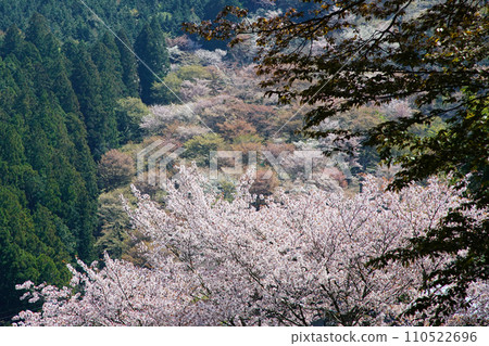 奈良吉野山櫻 110522696