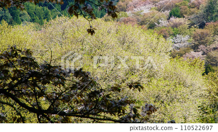 奈良吉野山櫻 奈良吉野山櫻 110522697