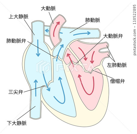 心臟橫切面 4 110522895
