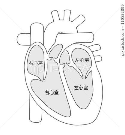 Heart cross section 2 black and white 110522899
