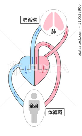 Illustration of systemic circulation and pulmonary circulation 1 110522900