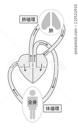 Illustration of systemic circulation and pulmonary circulation 1 black and white Illustration of systemic circulation and pulmonary circulation 1 black and white 110522910
