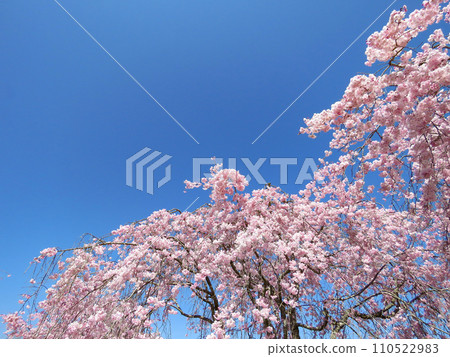 春天的意象－藍天八重櫻盛開 110522983