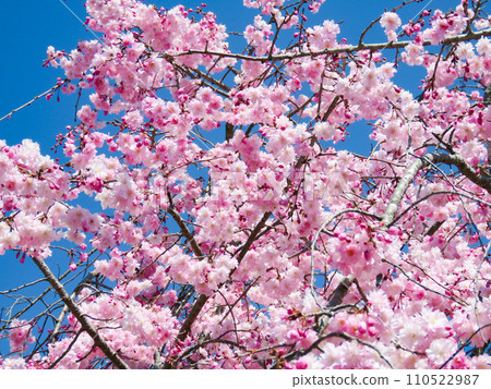 Spring image - blue sky and Yaezakura in full bloom Spring image - blue sky and Yaezakura in full bloom 110522987