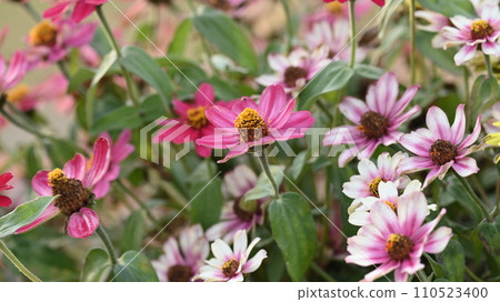 Zinnia (zinnia) Zinnia (zinnia) 110523400
