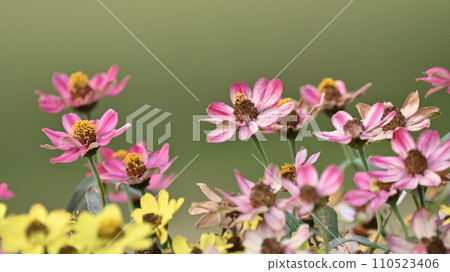 Zinnia (zinnia) 110523406