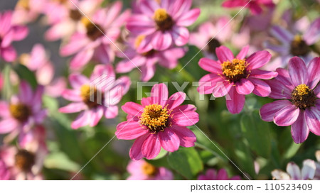 Zinnia (zinnia) 110523409