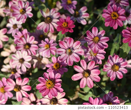 Zinnia (zinnia) 110523413