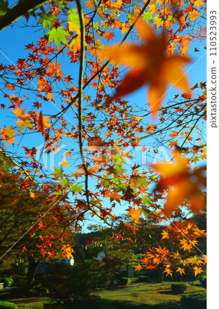 沐浴在清晨陽光下的蘇木公園的秋葉 沐浴在清晨陽光下的蘇木公園的秋葉 110523993