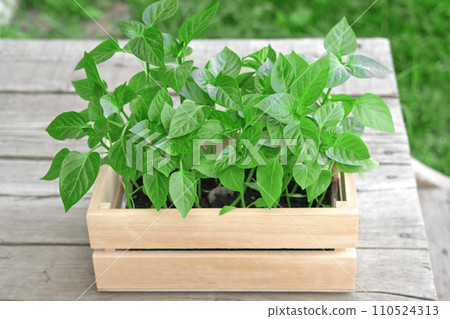 Seedling box against a rustic wooden wall. Wood crate with young pepper plants. Farming gardening concept. Plant nursery. Horticulture, cultivation, agriculture. Healthy nutrition organic vegetables 110524313