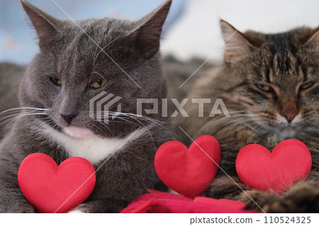 Two Cats Cuddling. Cat Couple. Cute Domestic Tabby Friendly Cats in Embrace Lying on the Bed. 2 Kitty Washing Together, Have Friendship. Feline Resting, Snuggling. Happy Beautiful Pets in Love Hugging Two Cats Cuddling. Cat Couple. Cute Domestic Tabby Friendly Cats in Embrace Lying on the Bed. 2 Kitty Washing Together, Have Friendship. Feline Resting, Snuggling. Happy Beautiful Pets in Love Hugging 110524325