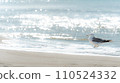 走在海灘上的海鷗，海景 110524332