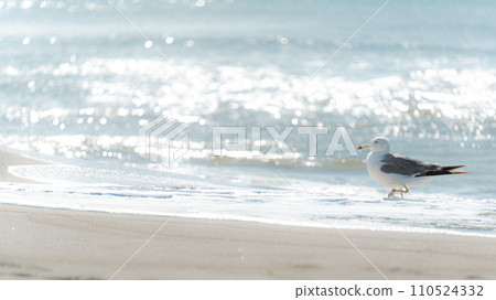 走在海灘上的海鷗,海景 走在海灘上的海鷗,海景 110524332