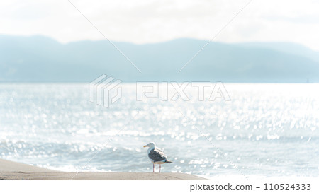 波光粼粼的大海和海鷗的風景 110524333