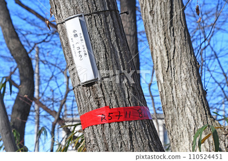 櫟樹用膠帶黏住準備修剪 110524451