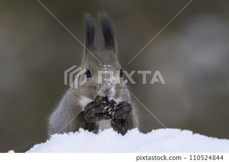 Ezoris eating walnuts in the snow 110524844