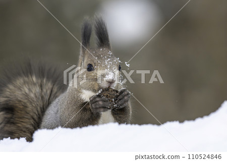 Ezoris eating walnuts in the snow 110524846