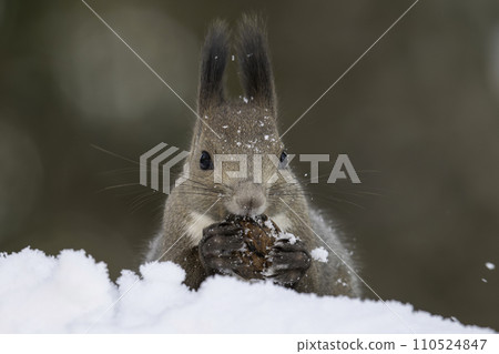 Ezoris eating walnuts in the snow 110524847