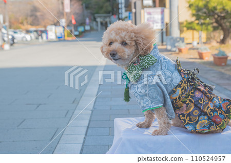 Dog and Kimono 110524957