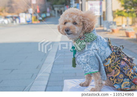 Dog and Kimono 110524960