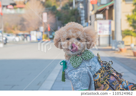 Dog and Kimono 110524962