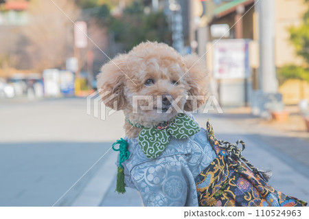Dog and Kimono 110524963