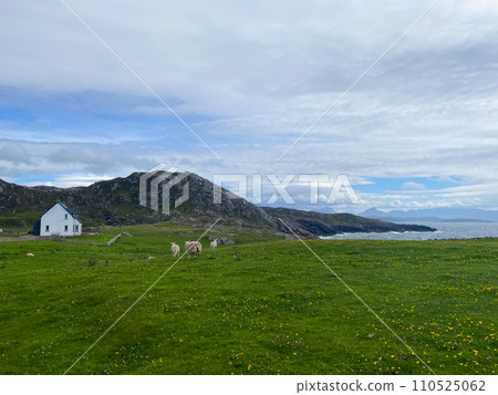 Sheep on the pasture next to amazing Clachtoll Beach 110525062