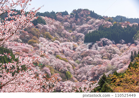 Yoshinoyama, Nara Prefecture, cherry blossom scenery in full bloom 110525449