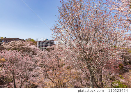 奈良縣吉野山櫻花盛開的景色 奈良縣吉野山櫻花盛開的景色 110525454
