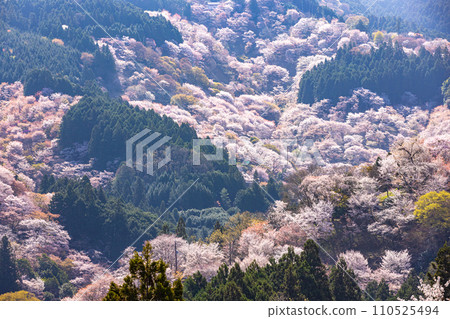 奈良縣吉野山櫻花盛開的景色 奈良縣吉野山櫻花盛開的景色 110525494