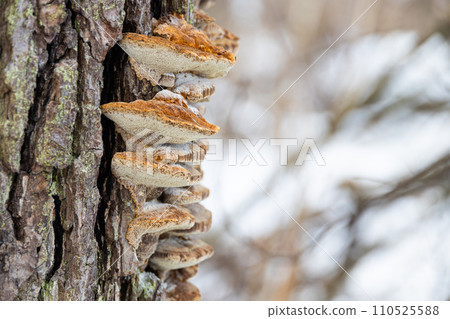 Polypore mushrooms on tree with winter forest on background 110525588