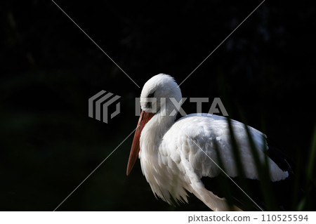White stork bird profile on dark background 110525594