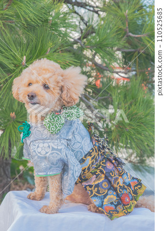 Dog and Kimono 110525685