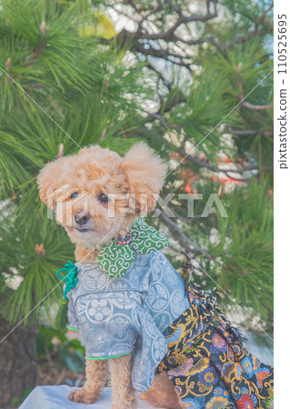 Dog and Kimono 110525695
