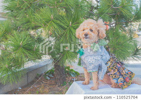 Dog and Kimono 110525704