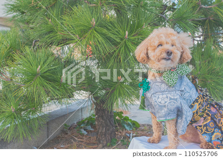 Dog and Kimono Dog and Kimono 110525706