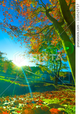 沐浴在清晨陽光下的蘇木公園的秋葉 沐浴在清晨陽光下的蘇木公園的秋葉 110525717
