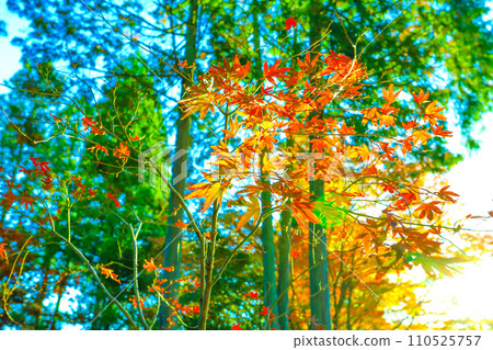 Autumn leaves at Sogi Park bathed in the morning sun Autumn leaves at Sogi Park bathed in the morning sun 110525757