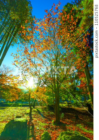 Autumn leaves at Sogi Park bathed in the morning sun Autumn leaves at Sogi Park bathed in the morning sun 110525768