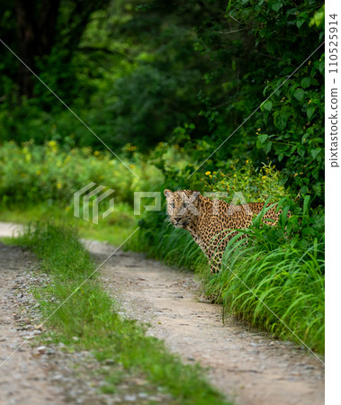 Indian wild male leopard or panther or panthera pardus with an eye contact standing near track or trail peeping in natural scenic monsoon season green background in wildlife jungle safari forest india Indian wild male leopard or panther or panthera pardus with an eye contact standing near track or trail peeping in natural scenic monsoon season green background in wildlife jungle safari forest india 110525914