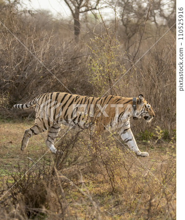 wild bengal female Tiger or panthera tigris with tracking collar on her neck famous pony or broken tail tigress on prowl in wildlife safari at sariska national park forest alwar rajasthan india asia wild bengal female Tiger or panthera tigris with tracking collar on her neck famous pony or broken tail tigress on prowl in wildlife safari at sariska national park forest alwar rajasthan india asia 110525916