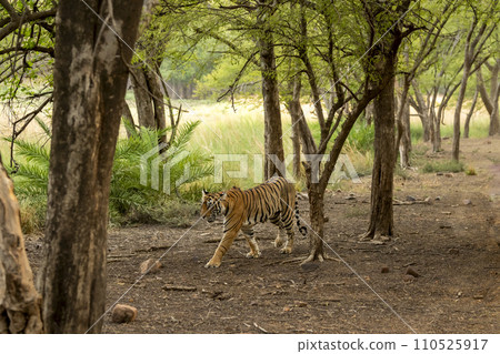 wild female bengal tiger or panthera tigris on move in her territory during winter season safari in natural scenic green ranthambore national park forest reserve sawai madhopur rajasthan india wild female bengal tiger or panthera tigris on move in her territory during winter season safari in natural scenic green ranthambore national park forest reserve sawai madhopur rajasthan india 110525917
