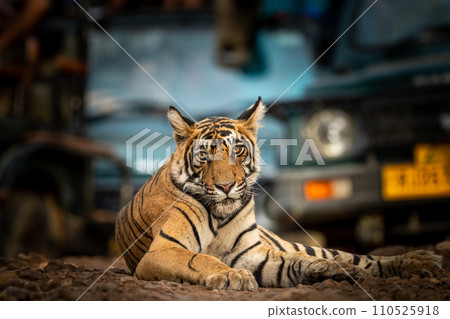 Showstopper wild male tiger or panthera tigris closeup sitting in middle of road or track a roadblock inside a jungle safari at Ranthambore National Park Forest Tiger Reserve Rajasthan India Showstopper wild male tiger or panthera tigris closeup sitting in middle of road or track a roadblock inside a jungle safari at Ranthambore National Park Forest Tiger Reserve Rajasthan India 110525918