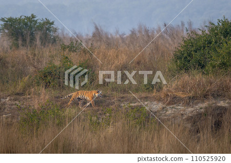Indian wild female bengal tiger or panthera tigris running or prowl behind prey in terai region forest in winter season safari at dhikala zone of jim corbett national park reserve uttarakhand india Indian wild female bengal tiger or panthera tigris running or prowl behind prey in terai region forest in winter season safari at dhikala zone of jim corbett national park reserve uttarakhand india 110525920