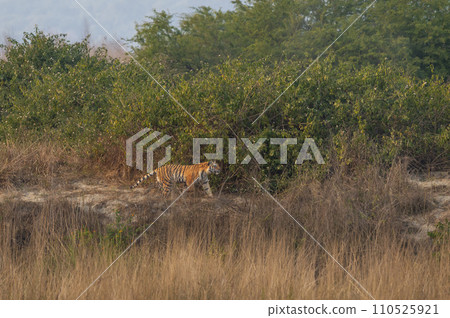 Indian wild female bengal tiger or panthera tigris running or prowl behind prey in terai region forest in winter season safari at dhikala zone of jim corbett national park reserve uttarakhand india Indian wild female bengal tiger or panthera tigris running or prowl behind prey in terai region forest in winter season safari at dhikala zone of jim corbett national park reserve uttarakhand india 110525921
