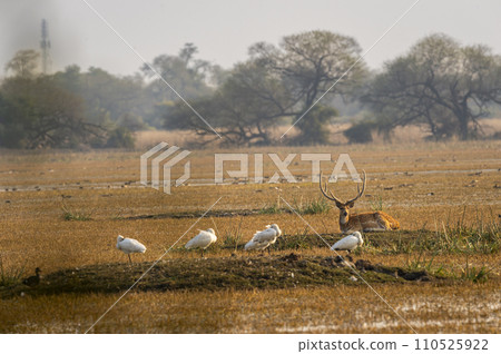 wild male Spotted deer or Chital or Cheetal or axis axis with big antlers resting in wetland and birds are in line or pattern at keoladeo national park or bharatpur bird sanctuary rajasthan india asia 110525922