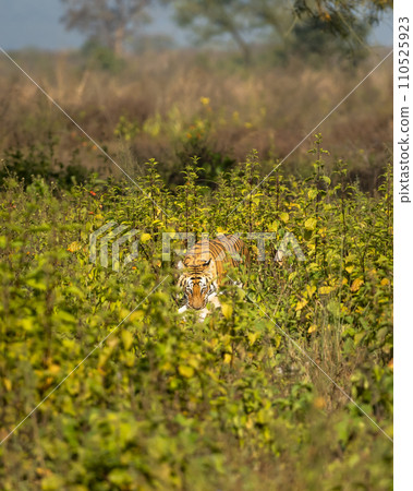 wild female bengal tiger or panthera tigris with spotted deer or chital kill neck in jaws mouth with eye contact in natural green field terai region forest jim corbett national park uttarakhand india 110525923